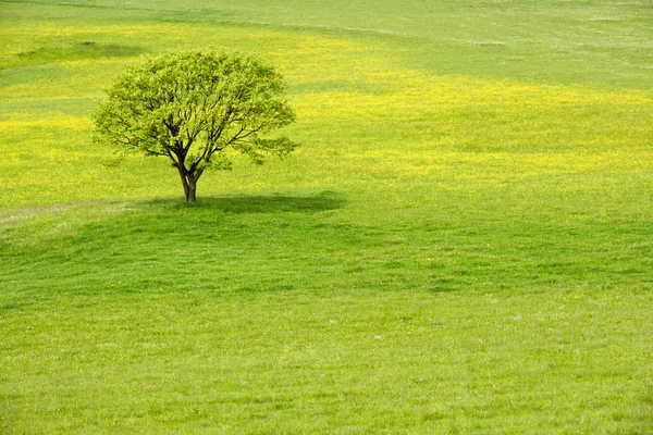 Дерево в цветущем лугу весны — стоковое фото