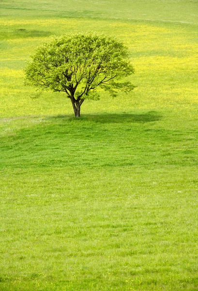 stock image Spring tree in a meadow