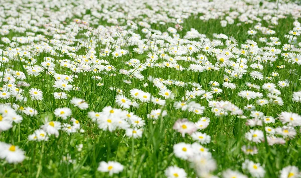 stock image Daisy meadow