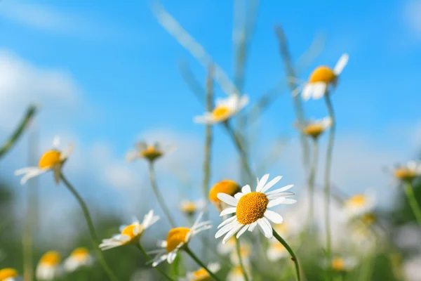 青い空にデイジー春の花 — ストック写真