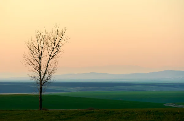 Pôr do sol com árvore solitária — Fotografia de Stock