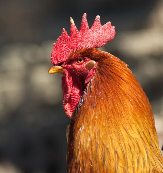 stock image Rooster