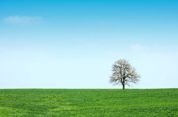 Frühlingsgrüne Wiese und Baum — Stockfoto