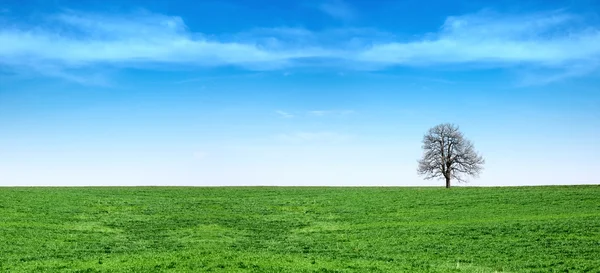 Green grass and blue sky panorama — Stock Photo, Image