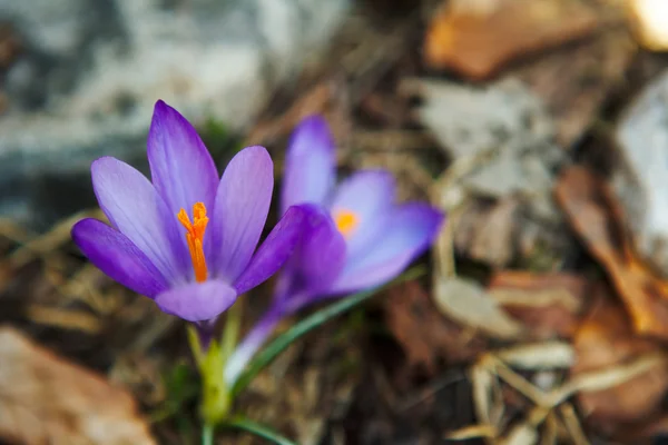 Niebieskie kwiaty krokus — Zdjęcie stockowe