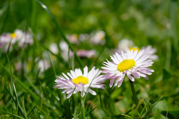 デイジーの花と春の牧草地 — ストック写真
