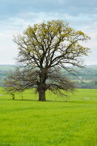 Osamělý starý strom — Stock fotografie