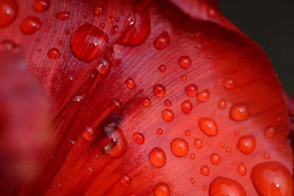 Pétala de tulipa vermelha close-up — Fotografia de Stock