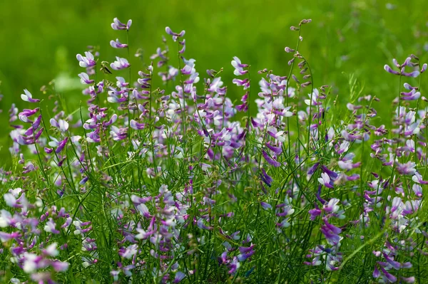 Flores de verano del campo —  Fotos de Stock