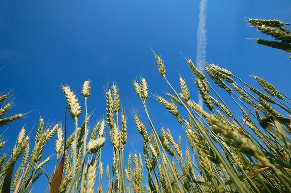 Campo de milho e céu azul — Fotografia de Stock