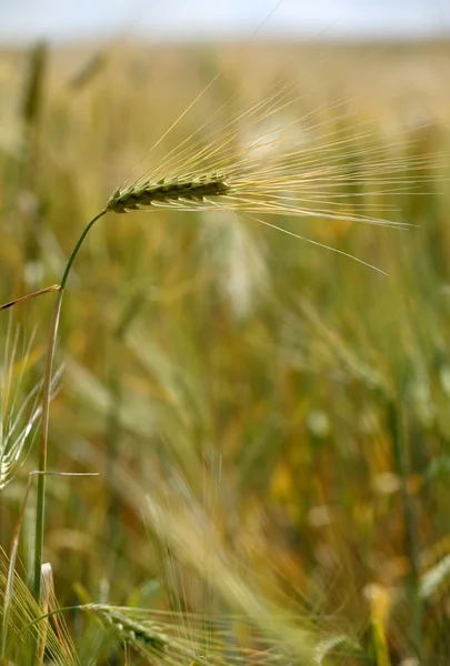 Uma orelha de trigo — Fotografia de Stock