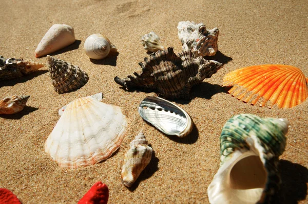 Shells on the beach sand — Stock Photo, Image