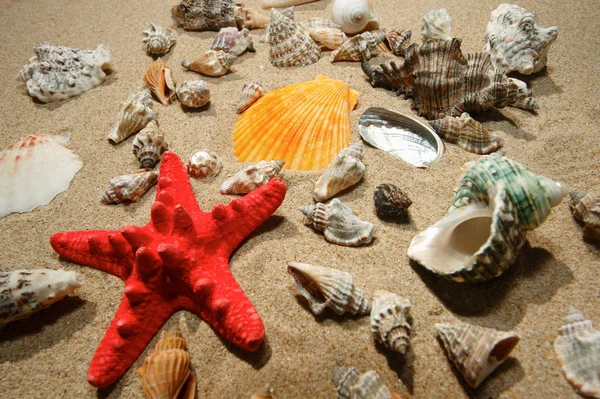 Tropical shells and star-fish — Stock Photo, Image
