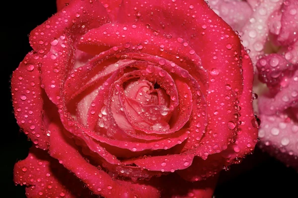 Rose blossom wit rain drops — Stock Photo, Image
