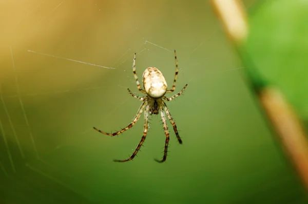 Spider — Zdjęcie stockowe