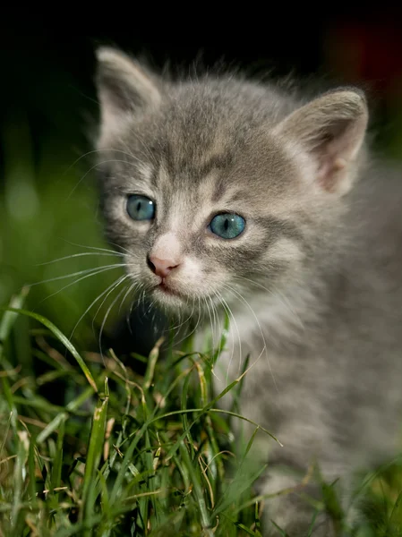 Cute little cat — Stock Photo, Image