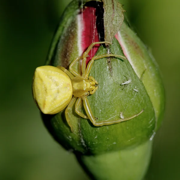 黄色のクモ — ストック写真