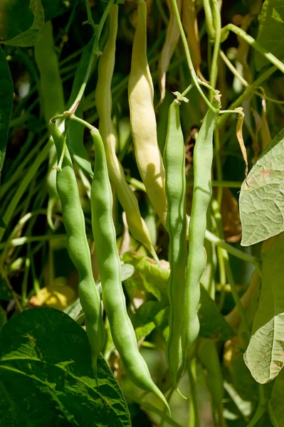 French beans — Stock Photo, Image