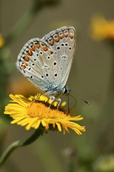 Papillon sur une fleur jaune macro photo — Photo