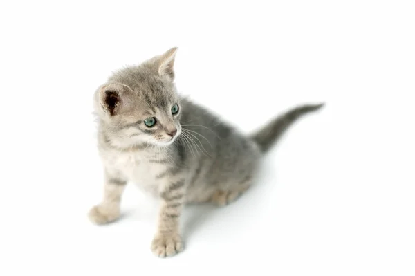 Roztomilé koťátko, izolované — Stock fotografie