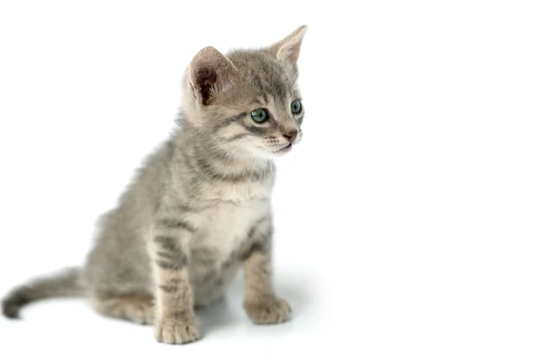 Curious little pussy isolated — Stock Photo, Image
