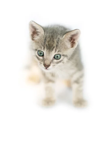 Zvědavá malá kočička — Stock fotografie