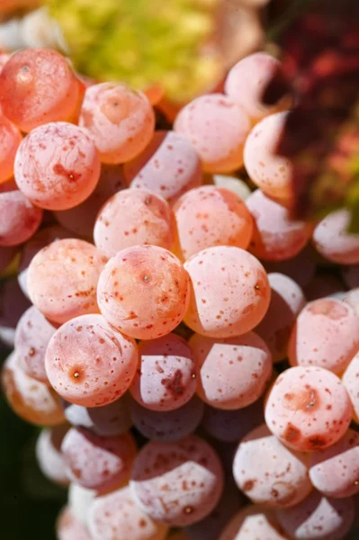 Саджанці винограду — стокове фото
