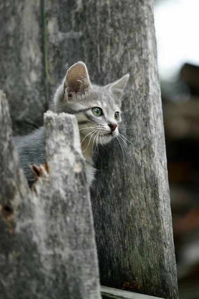 Little pussy looking behind the fence — Stock Photo, Image