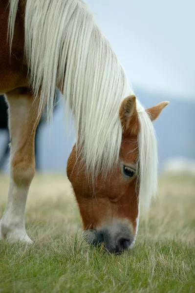 Horse with white mane — Stock Photo, Image