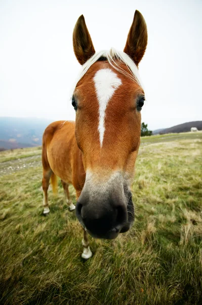 Funny horse head portrait — Stock Photo, Image