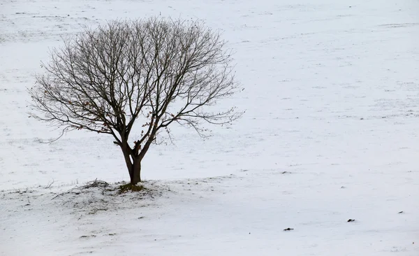 Samotne drzewo na biały — Zdjęcie stockowe