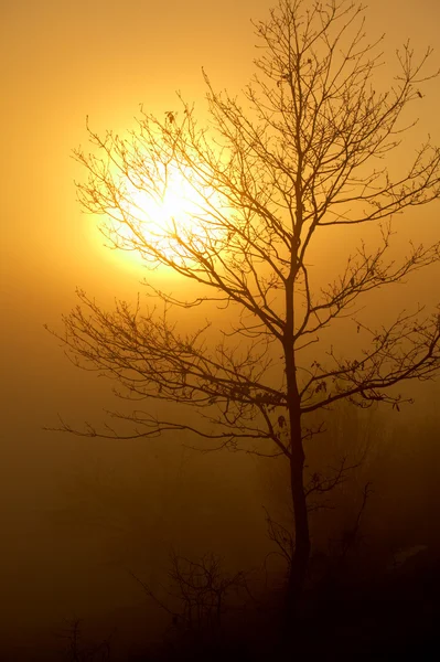 霧のサンセットの木Νέσμπαρ τη νύχτα — ストック写真