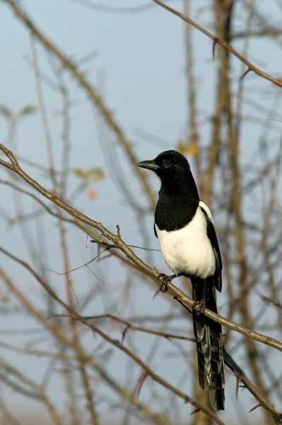 stock image Magpie