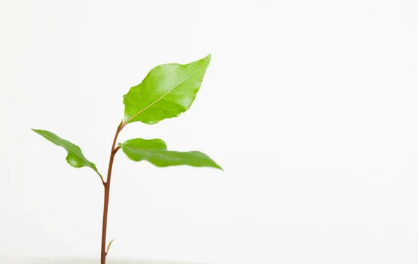 stock image Laurel sprout