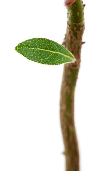 Genç yaprak yeşil — Stok fotoğraf