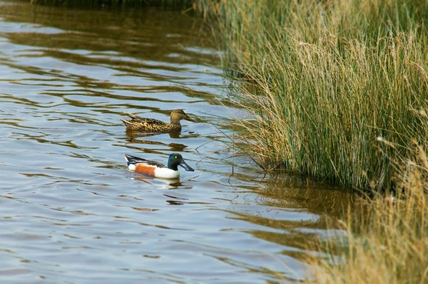Un par de patos salvajes en el agua — Foto de Stock