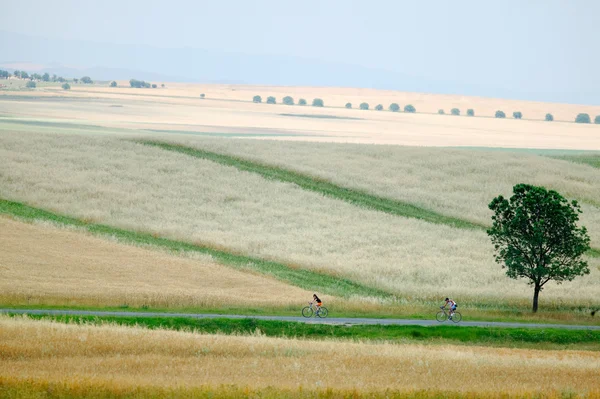 Field, road and man and woman cyclists — Stock Photo, Image