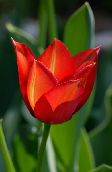 Tulip blossom flower — Stock Photo, Image