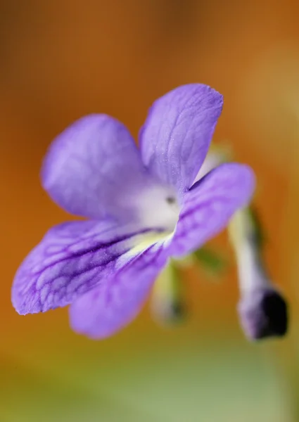 Blue flower blossom — Stock Photo, Image