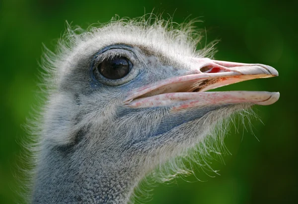 stock image Ostrich head