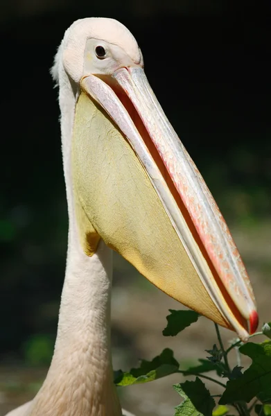 stock image Pelican