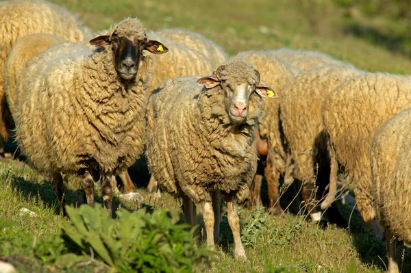 Πρόβατα κατά τη δύση — Φωτογραφία Αρχείου