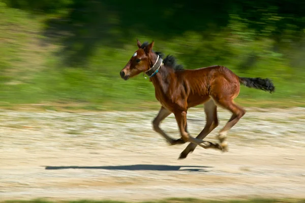 Running horse — Stock Photo, Image