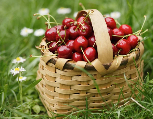 Cherry-full basket — Stock Photo, Image