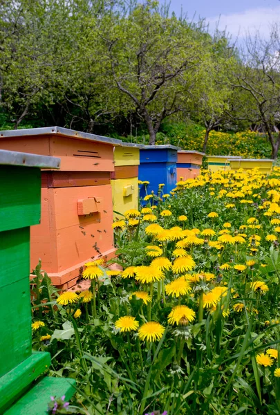 Jardin d'abeilles — Photo