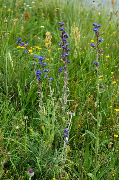 Flores azules del campo —  Fotos de Stock