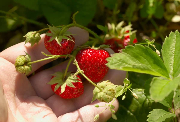 stock image Ripe red strawberries