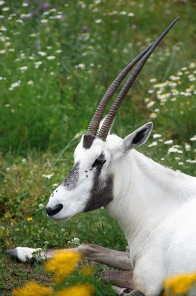 Head of an antelope — Stock Photo, Image