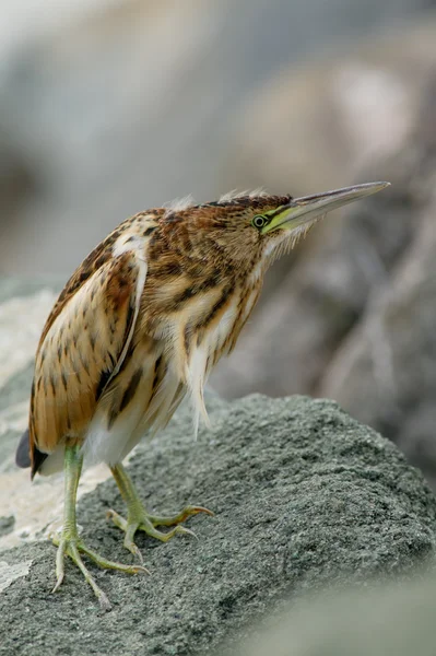 Konstiga vattenlevande fågel — Stockfoto