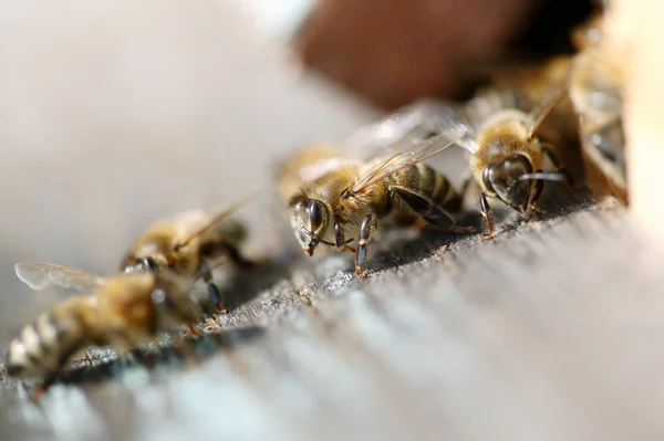 Des abeilles Honney — Photo